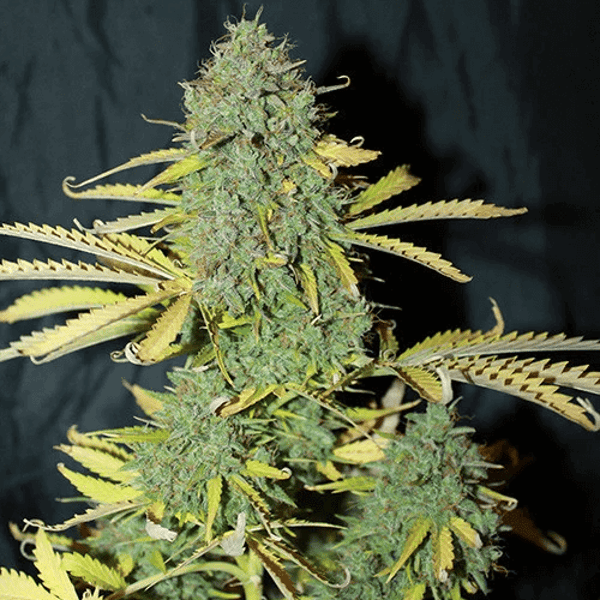 White Widow Auto skunkfrø cannabisfrø