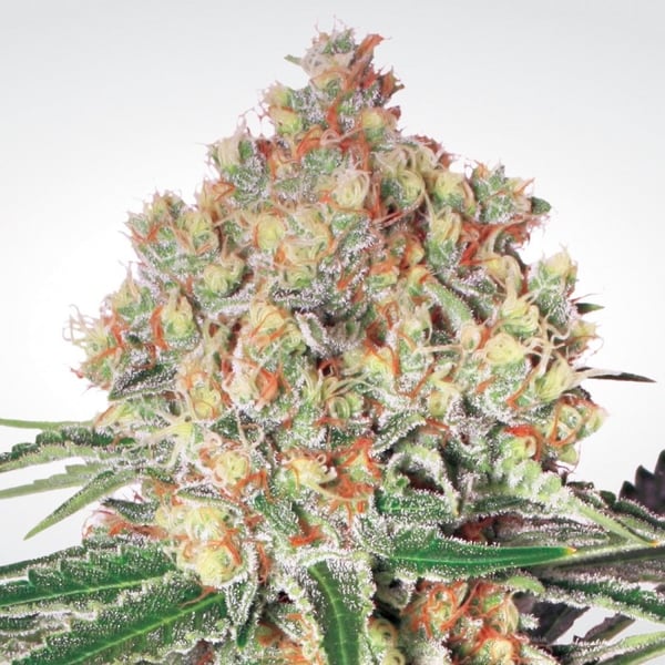 Auto Wappa skunkfrø cannabisfrø Paradise seeds