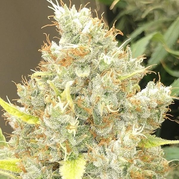 Malawi x Panama Ace Seeds cannabisfrø