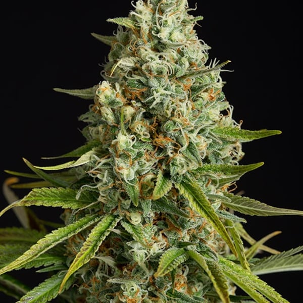 Amnesia Lemon Flower Silent Seeds