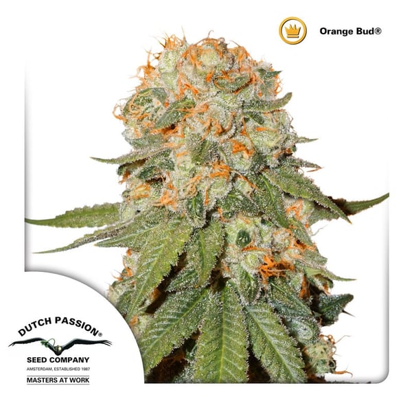 cannabisfrø-Orange-Bud-Dutch-Passion