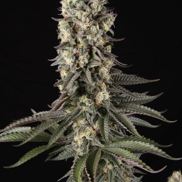 El Dorado OG