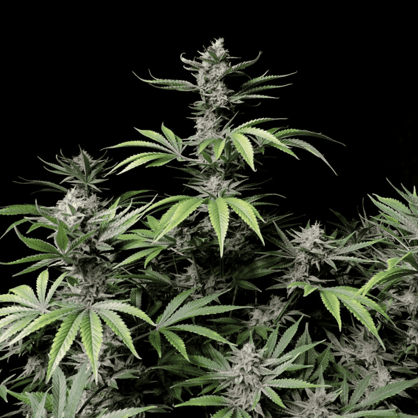 Cherry Cola Auto Fast Buds cannabisfrø skunkfrø (2)