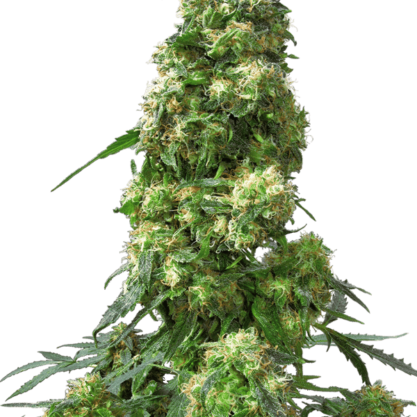isfrø Sensi Seeds Early Skunk Feminiserede