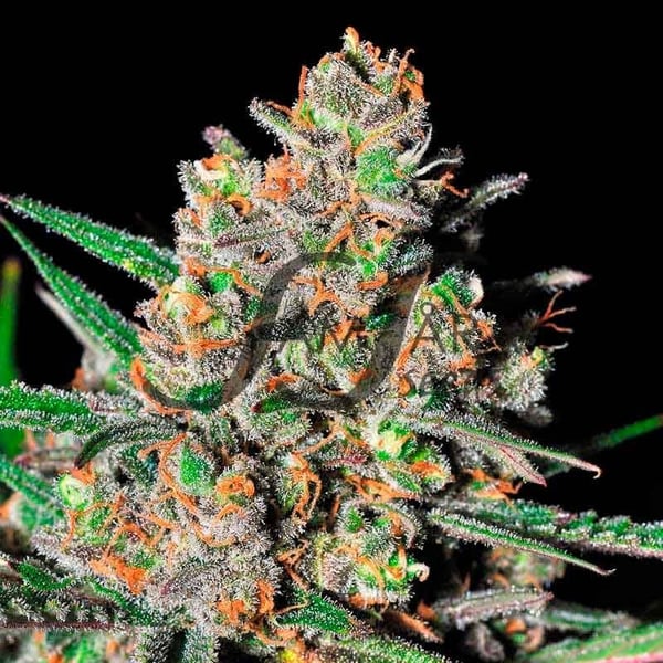 Green Love Potion Samsåra Seeds cannabis seeds