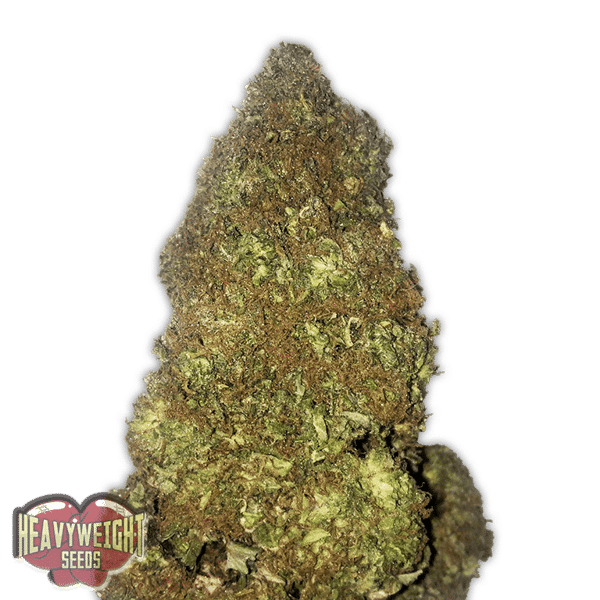 Jackpot Auto Heavyweight Seeds cannabisfrø