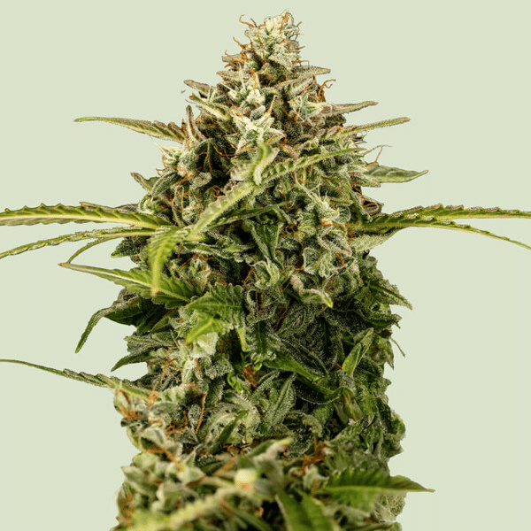 Apollo F1 Auto Royal Queen Seeds