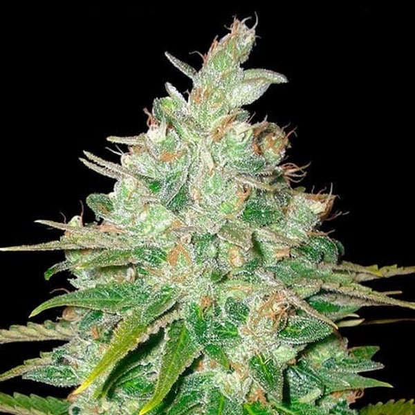 Afghan Kush x Black Domina World of Seeds skunkfrø cannabisfrø