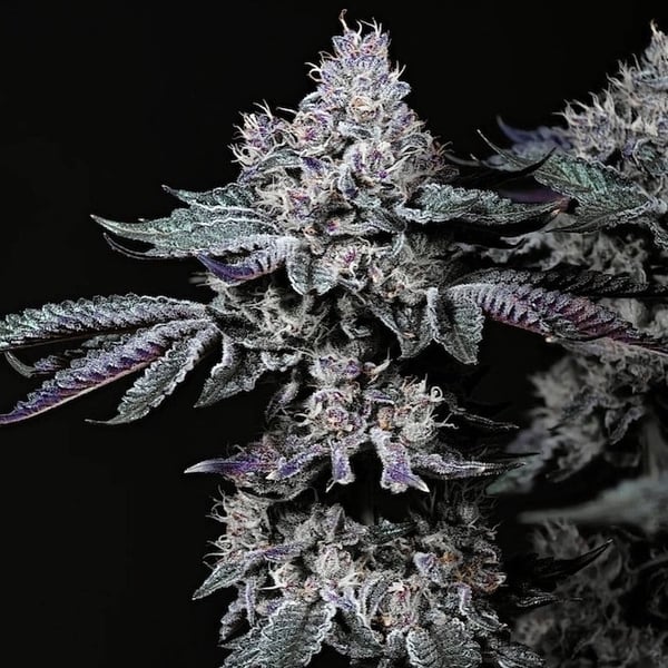 NUGGZ R1 Ethos Genetics cannabis seeds