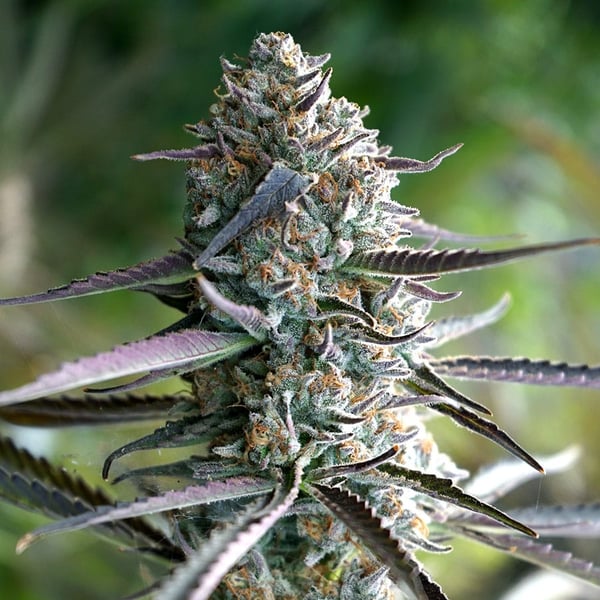 Runtz Fast Flowering Humboldt Seed Organization cannabisfrø