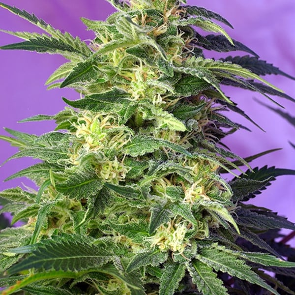Killer Kush Auto Sweet Seeds cannabisfrø