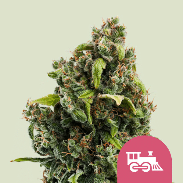 Candy Kush Express (Hurtigt Blomstrende) Royal Queen Cannabisfrø Skunkfrø