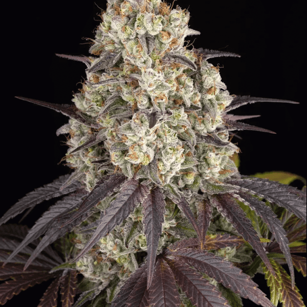 Gary Payton Barneys Farm cannabisfrø