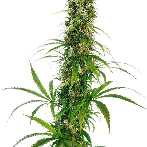 Cannabisfrø Sensi Seeds Michka