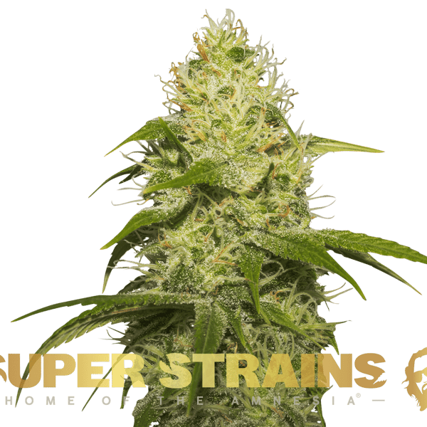 La Jefa Super Strains cannabisfrø