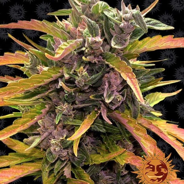 Gorilla Glue Auto Barney's Farm cannabisfrø skunkfrø