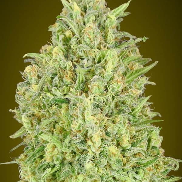 Auto Pineapple Glue Advanced Seeds cannabisfrø