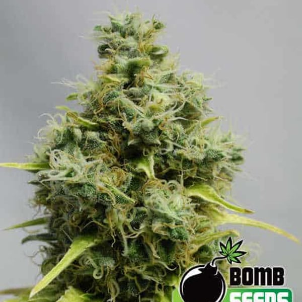 BIG BOMB Bomb Seeds cannabisfrø