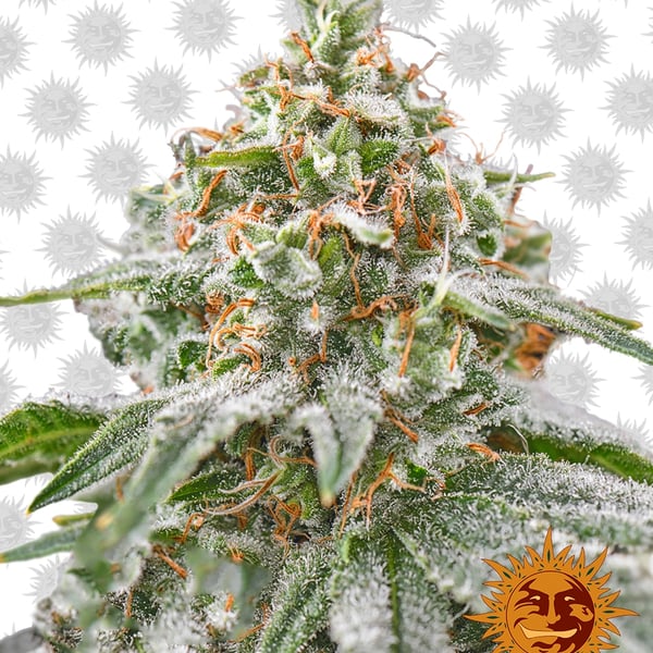 Skunkfrø Pink Kush Cannabisfrø Barneys Farm