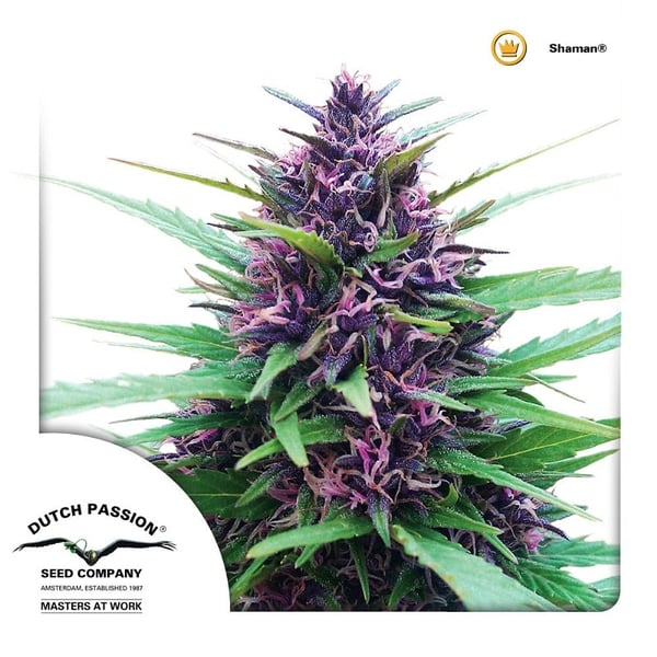 Udendørs Regulær Cannabisfrø Shaman Dutch Passion