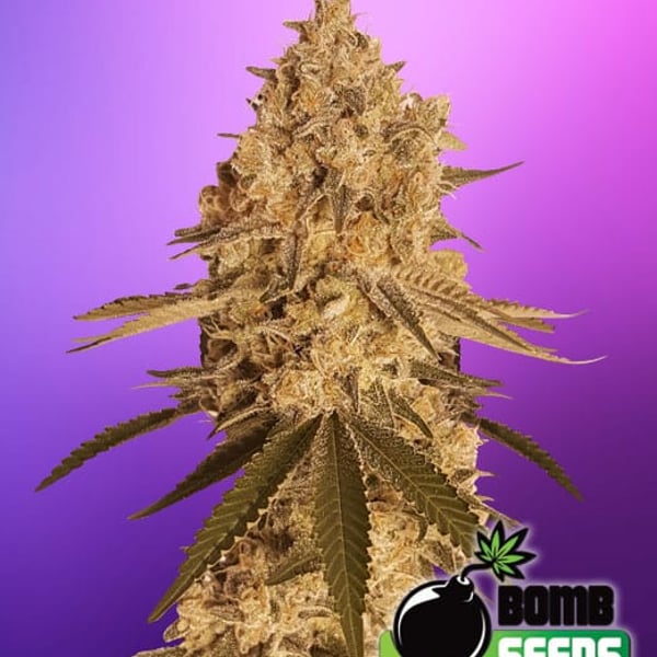 BAKED BOMB Bomb Seeds cannabisfrø
