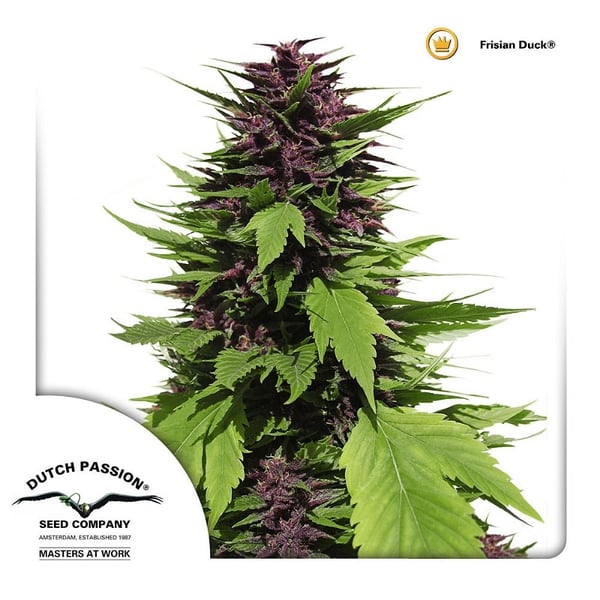 cannabisfrø-guerilla-Frisian-Duck