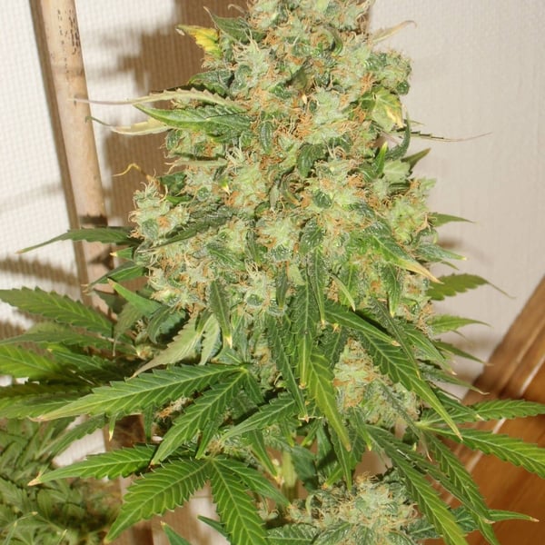 Candy Auto DaneStrains Cannabisfrø 3