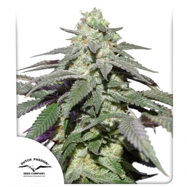 Auto Skywalker Haze Dutch Passion cannabisfrø skunkfrø