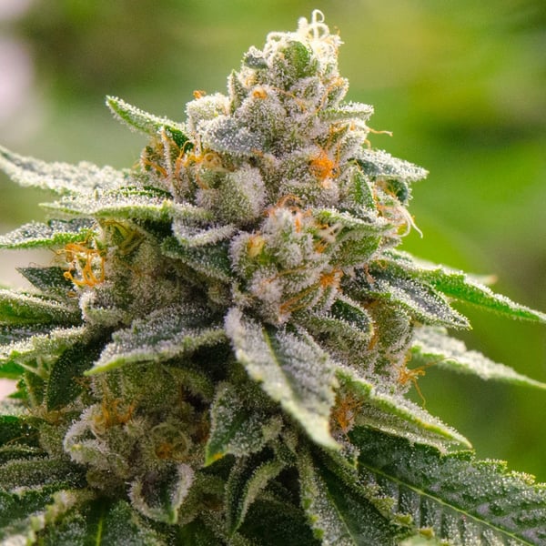 Lemon Skunk Auto Nordland Seeds cannabisfrø