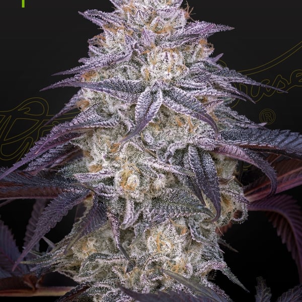 King’s Juice Auto Greenhouse Seed Company cannabisfrø