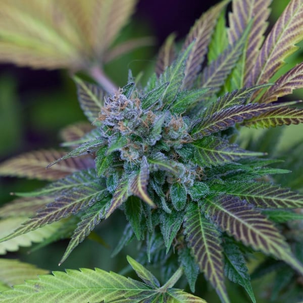 Cherry Pie Auto Nordland Seeds