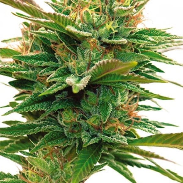 Nicole x OG Vision Seeds cannabisfrø