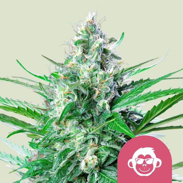Grape Ape Royal Queen Seeds skunkfrø