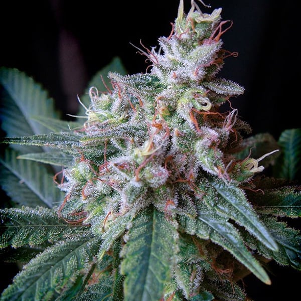 Cream Caramel F1 Fast Version Sweet Seeds cannabisfrø
