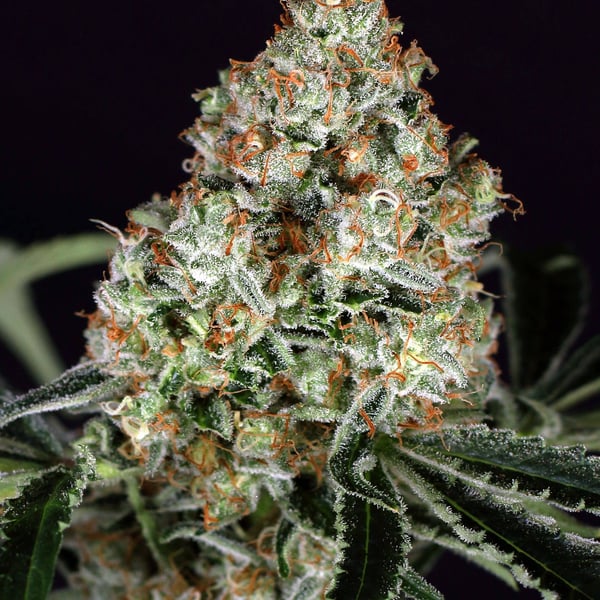 Zkittalicious Exotic Seed cannabisfrø