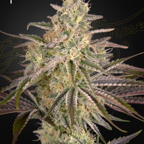 Cloud Walker Green House Seed Company cannabisfrø