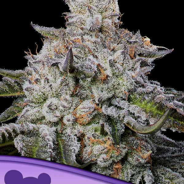 Chaos Cake Auto Anesia Seeds cannabisfrø