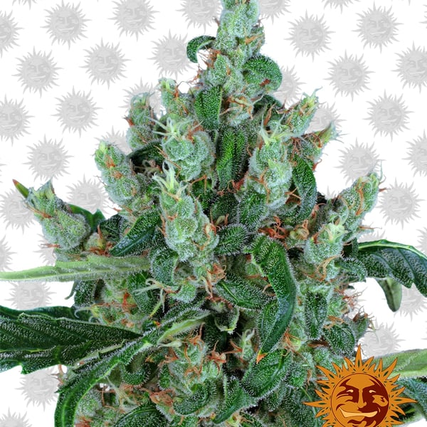 Laughing-Buddha cannabisfrø