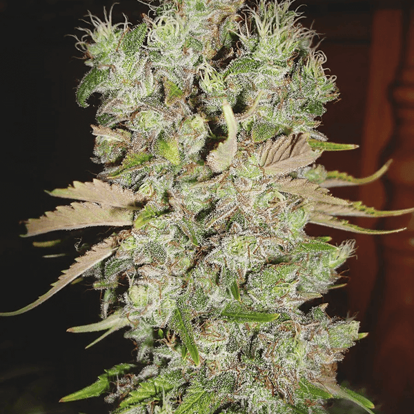 Auto Blueberry Domina Ministry of Cannabis cannabisfrø