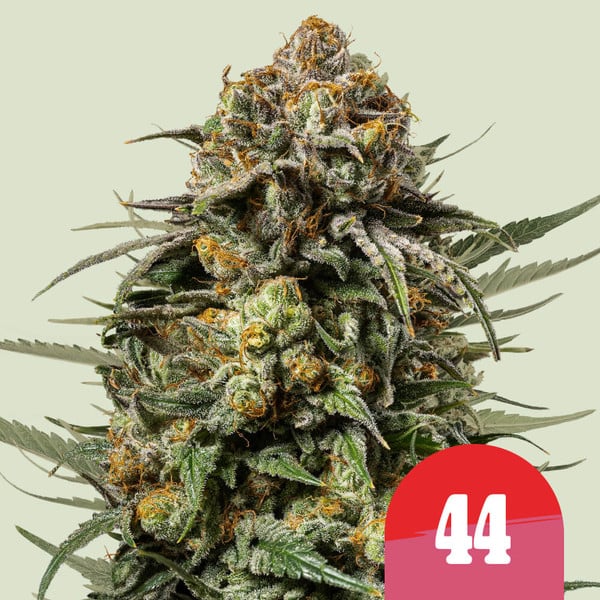 Gelato 44 Tyson 2.0 cannabisfrø