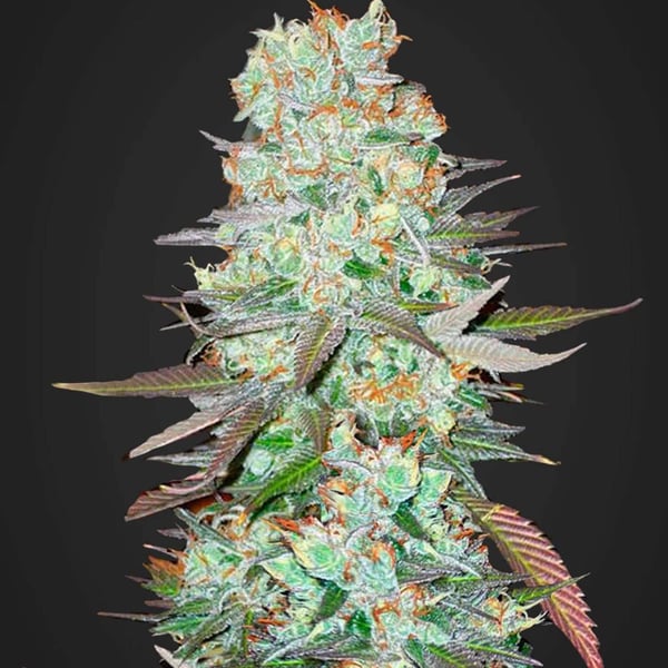 Auto Cannabisfrø G14 Fast Buds