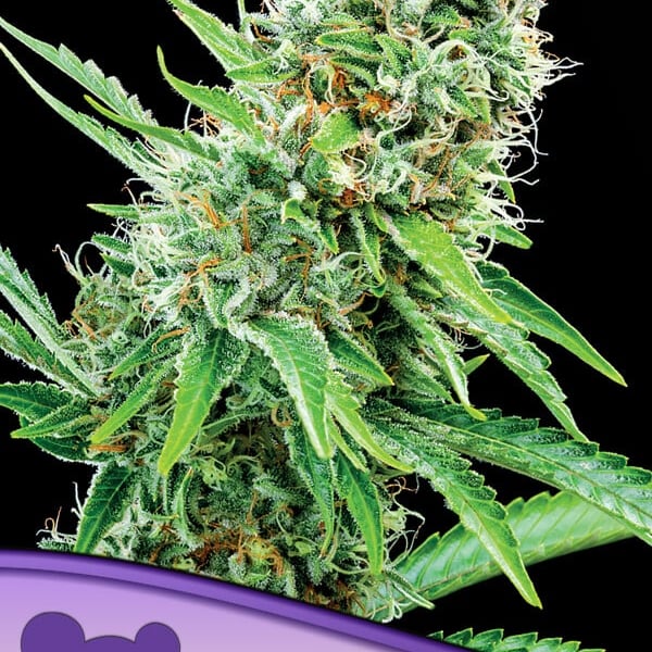 Copacobana Anesia Seeds skunkfrø cannabisfrø