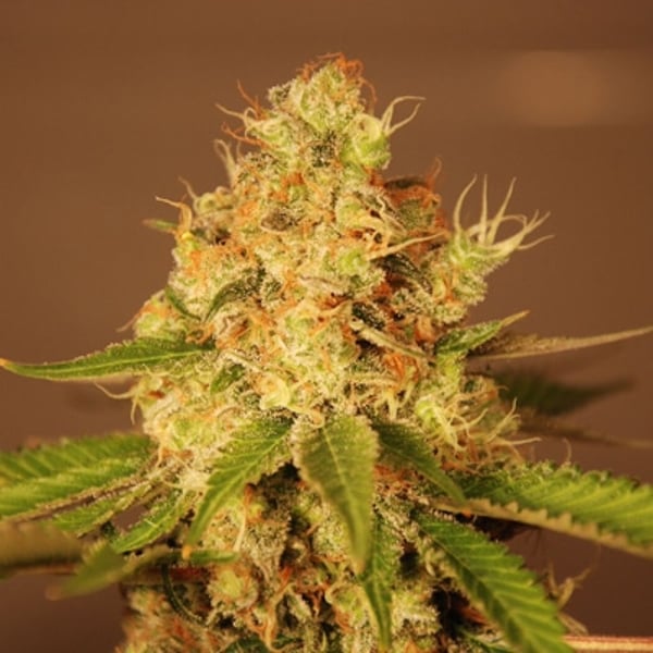 g13-diesel-auto