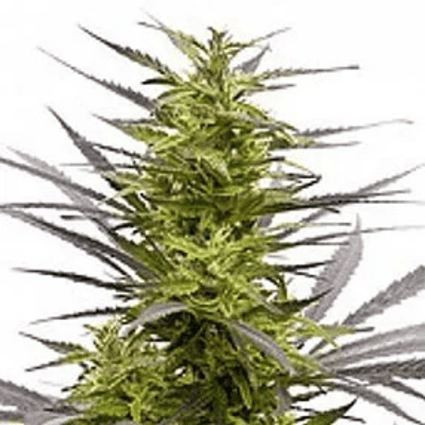 K.C. 42 Regular K.C. Brains Seeds cannabisfrø