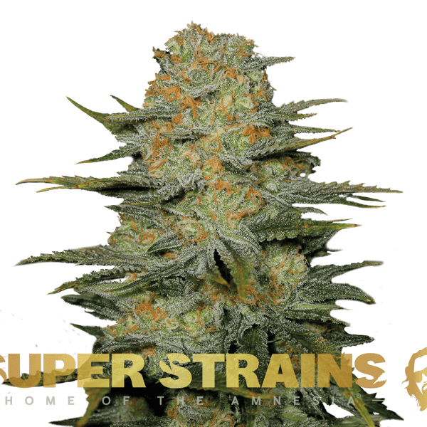 Amajikoym Super Strains cannabisfrø
