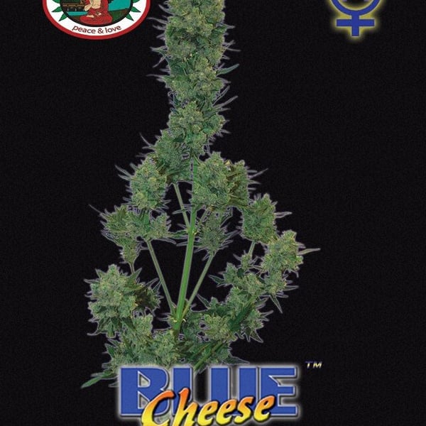 Auto cannabisfrø Blue Cheese Automatic Big Buddha