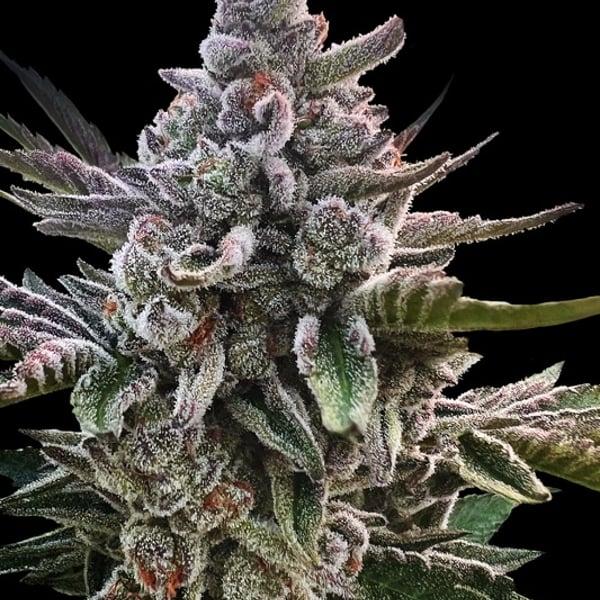 Acai Jelly by Sherbinskis Silent Seeds cannabisfrø