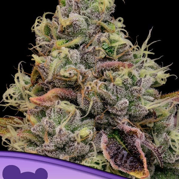 Chaos Cake Anesia Seeds cannabisfrø