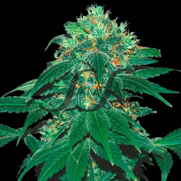 Punky Lion Samsåra Seeds cannabis seeds