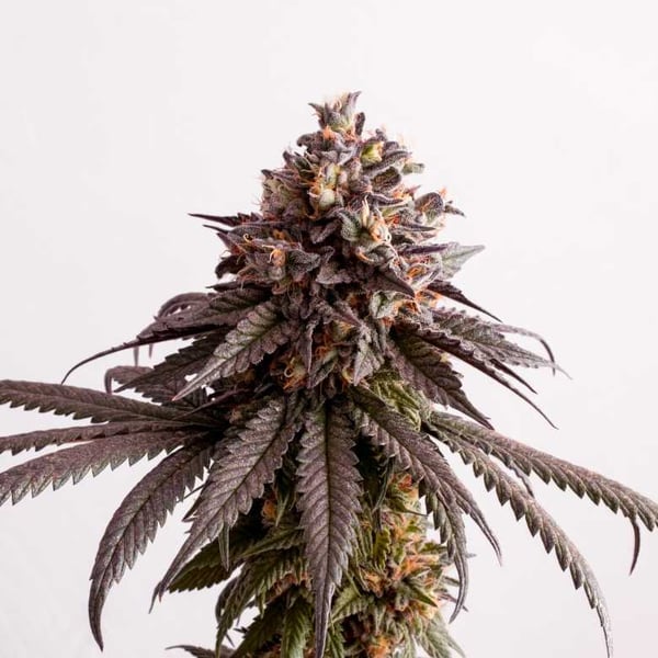 Gelato K Kannabia skunkfrø cannabisfrø